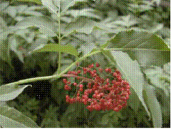 供应接骨木提取物