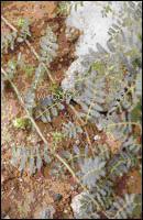 供应 刺蒺藜提取物Tribulus Terrestris P.E.