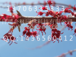 美国詹氏红枫小苗出售|美国詹氏红枫苗木|