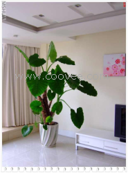 武汉植物租摆_武汉植物绿色租摆_武汉植物