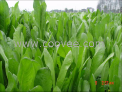 供应养鹅专用牧草种子&mdash;&mdash;欧洲菊苣