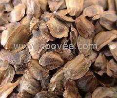 批发广西柳州新产杉树种籽杉树良种杉树种子