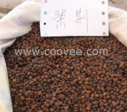 紫荆种子满条红种子花卉种子支持网购
