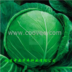 供应★荷兰绿宝石-甘蓝种子