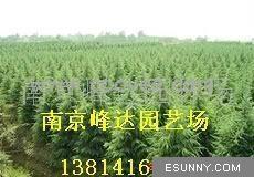 供应南京绿化苗木&uml;雪松苗木基地&uml;到南京峰达苗圃场
