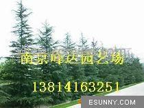 供应雪松&middot;  南京雪松苗木种植大户