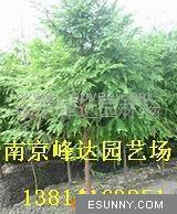 供应水杉`南京水杉苗圃基地价格优惠