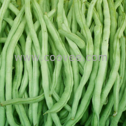 供应无公害蔬菜，脱水蔬菜，绿色蔬菜