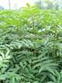供应刺槐 刺槐苗 刺槐批发 刺槐价格