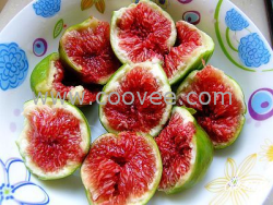 供应青皮无花果苗|青皮无花果苗子