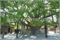 供应17公分银杏树价格邳州绿地