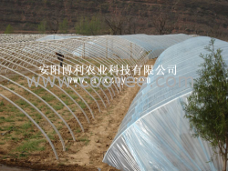 供应温室大棚 日光温室大棚 博利农业科技