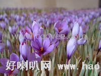 供应泊夫兰 西红花  藏红花 泊夫兰价格
