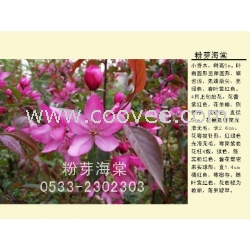 名典北美海棠品种供应