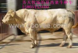 21号齐天肉羊繁殖羔羊&mdash;&mdash;波尔山羊/小尾
