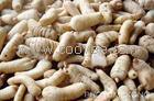 武汉益民农业/天麻种植技术/天麻价格/室