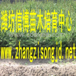 大量出售两年裸根云杉苗、云杉小苗云杉树苗