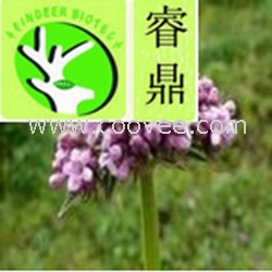 供应缬草提取物