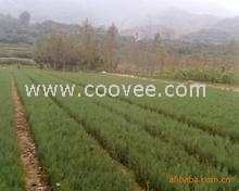 侧柏苗、侧柏苗价格、山东侧柏苗基地