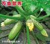 西葫芦<盛丰/盛玉/碧秀>种子&mdash;寿光万盛