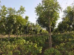 【北京栾供应商】【北京栾价格】【北京栾种植基地】