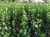 侧柏苗价格供应 侧柏容器苗  侧柏苗