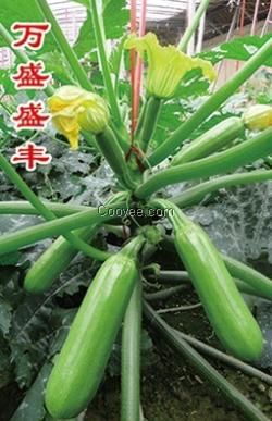 西葫芦种子|西葫芦种子供应&mdash;万盛种业