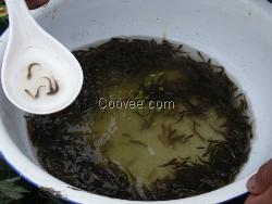 2013年泥鳅苗价格
