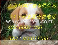 中国医药报广告代理  中国房地产报广告
