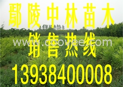 供应金叶榆小苗