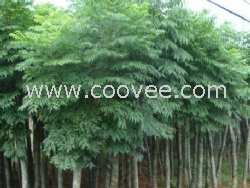 江苏生态天和苗木供应栾树苗/栾树