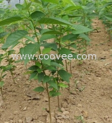 合肥樱花小苗吴江樱花小苗【苏州华峰
