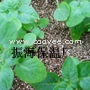 西红柿用膨胀蛭石www.zhbwc.cn