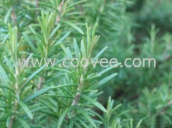 绿化苗木--迷迭香种苗{青岛百草香}