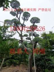 造型榆树、造型榔榆、苏州造型树、造型景观