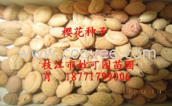 潜江樱花种子|十堰樱花种子|随州樱花种子