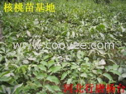 2013年核桃苗价格