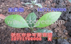 宜昌楠|宜昌楠小苗|湖北宜昌楠价格