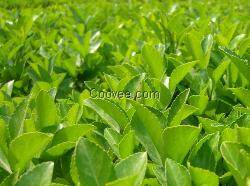 冬青，绿化冬青，冬青苗-青州玉伦花卉