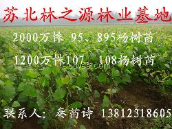 扬州杨树苗种植基地 扬州供应杨树苗