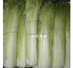 东莞送菜公司&mdash;&mdash;顺添蔬菜