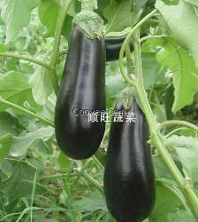 东莞无公害蔬菜配送&mdash;&mdash;顺添蔬菜