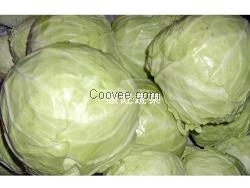 东莞蔬菜批发&mdash;&mdash;顺添蔬菜