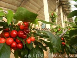 河北大棚风口自动控制厂家直销