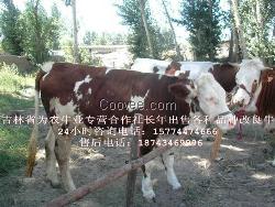 东北西门塔尔牛夏洛莱牛肥牛肉牛架子牛小牛