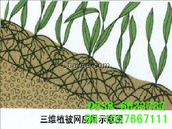 泉州三维植被网，边坡绿化