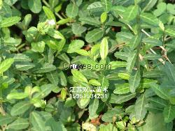 出售40公分小叶扶芳藤价格