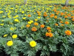 山东草花价格