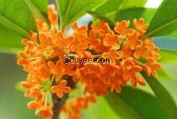 苏州丹桂苗|南通桂花苗|连云港桂花树苗