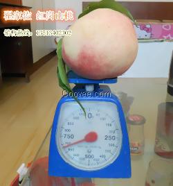 河北保定红岗山精品大桃大量上市中，价格合